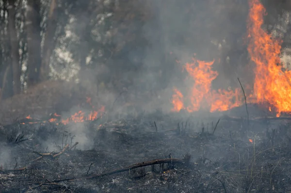 Лісовий Вогонь Лісова Пожежа Спалювання Дерев Червоних Помаранчевих Тонах Лісі — стокове фото