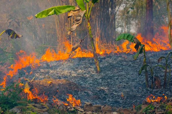 Forest fire, Wildfire burning trees in red and orange colors in the forest with smoke and flames. pollution,  North Thailand.