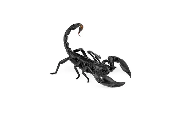 Heterometrus Laoticus Eller Skorpion Isolera Vit Bakgrund — Stockfoto
