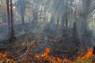Orman Yangın, orman yangını yanan orman duman ve alevler ile kırmızı ve turuncu renklerde ağaçlarda. çevre kirliliği, Kuzey Tayland.