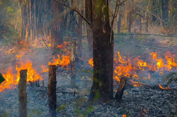 Erdő Tűz Wildfire Égő Fák Piros Narancssárga Színek Erdő Füst — Stock Fotó