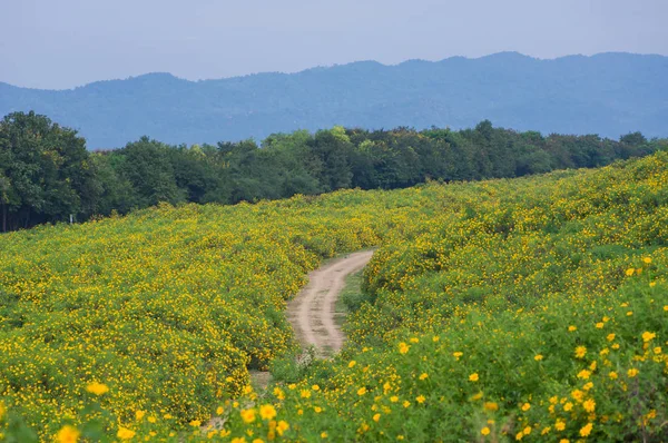 View Natural Scenery Tung Bua Tong Mexican Sunflower Field Mae — Stock Photo, Image