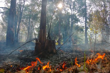 Orman Yangın, orman yangını yanan orman duman ve alevler ile kırmızı ve turuncu renklerde ağaçlarda. çevre kirliliği, Kuzey Tayland.
