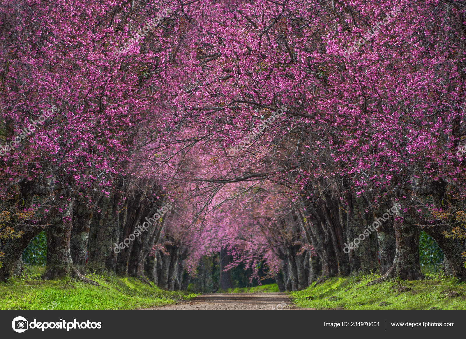 Beautiful Cherry Blossoms Full Bloom Pathway Khun Wang Chiang Mai Stock Photo By C Nirutdps