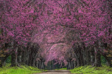 Khun Wang Chiang Mai, Tayland yolu, tam bloom kiraz çiçekleri güzel.