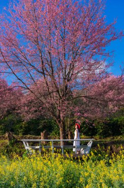 Kadın beyaz elbise ve görünüm noktada, güzel sarı yağlı tohum alan Khun Wang Chiang Mai, Tayland kırmızı şapka.