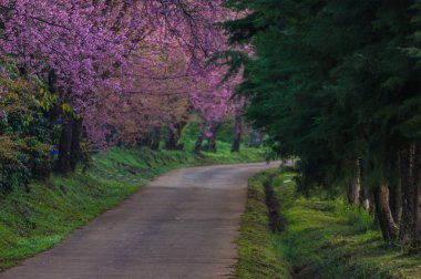 Khun Wang Chiang Mai, Tayland yolu, tam bloom kiraz çiçekleri güzel.