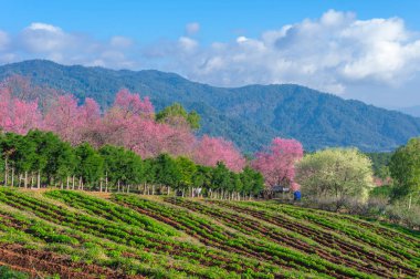 Khun Wang Chiang Mai, Tayland yolu, tam bloom kiraz çiçekleri güzel.