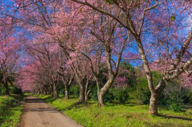 Khun Wang Chiang Mai, Tayland yolu, tam bloom kiraz çiçekleri güzel.