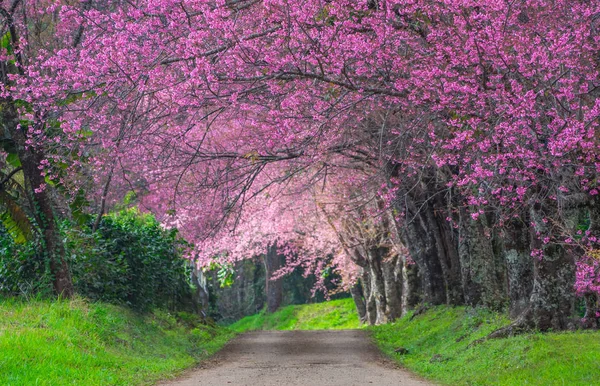 Vackra Blommande Körsbärsträd Full Blom Väg Khun Wang Chiang Mai — Stockfoto