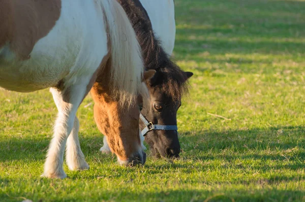 Preciosos Caballos Enanos Pastos Verdes Granja Chaing Mai Tailandia — Foto de Stock