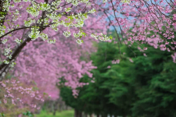 Vackra Körsbärsträd Full Blom Khun Wang Chiang Mai Thailand — Stockfoto