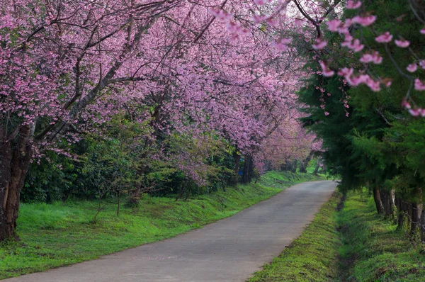 Beautiful Cherry Blossoms Full Bloom Pathway Khun Wang Chiang Mai — Stock Photo, Image