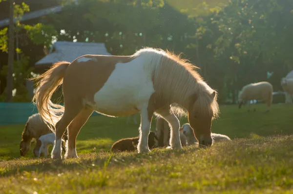 Lovely Dwarf Horses Green Pasture Farm Chaing Mai Thailand — Stock Photo, Image