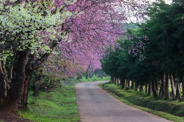 Khun Wang Chiang Mai Tayland Yolu Tam Bloom Kiraz Çiçekleri — Stok fotoğraf