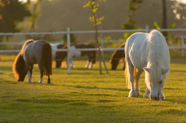 Adoráveis Cavalos Anões Pasto Verde Fazenda Chaing Mai Tailândia — Fotografia de Stock