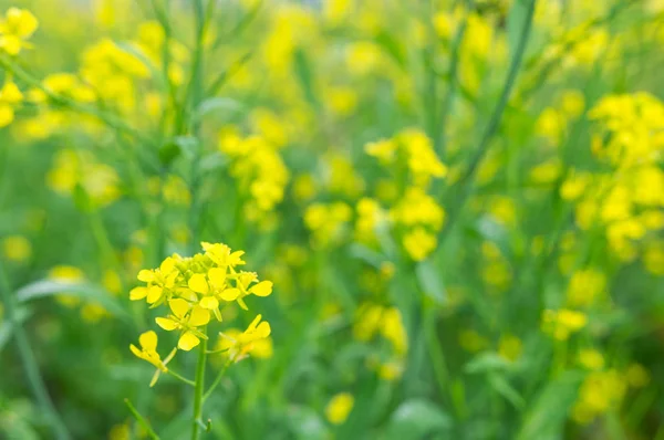 Beautiful Yellow Oilseed Rape Blossoms Khun Wang Chiang Mai Thailand — Stock Photo, Image