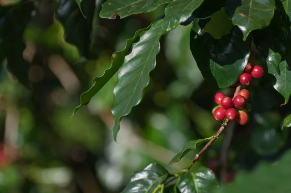 The red ripe coffee beans on tree in field for coffee background.