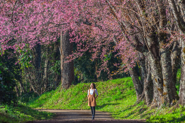 Female Tourist Watching Beautiful White Cherry Blossoms Pathway Khun Wang — Stock Photo, Image