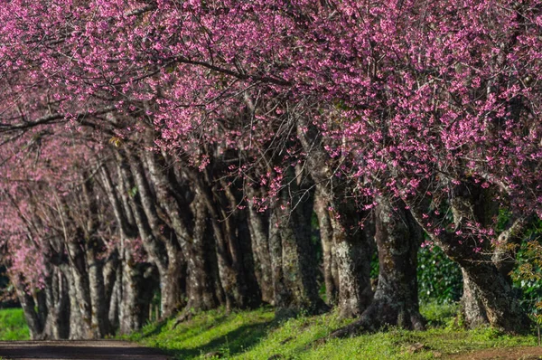 Vackra Blommande Körsbärsträd Full Blom Väg Khun Wang Chiang Mai — Stockfoto