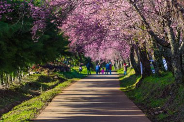 Khun Wang Chiang Mai, Tayland yolu, tam bloom kiraz çiçekleri güzel.