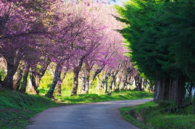 Khun Wang Chiang Mai, Tayland yolu, tam bloom kiraz çiçekleri güzel.
