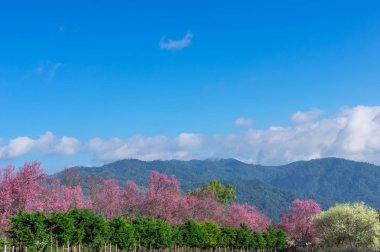 Khun Wang Chiang Mai, Tayland yolu, tam bloom kiraz çiçekleri güzel.