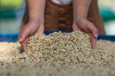 Kadın ayakta nearpile, soyulmuş kahve çekirdekleri kurumuş için hazır