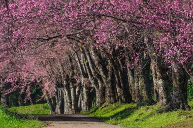 Khun Wang Chiang Mai, Tayland yolu, tam bloom kiraz çiçekleri güzel.