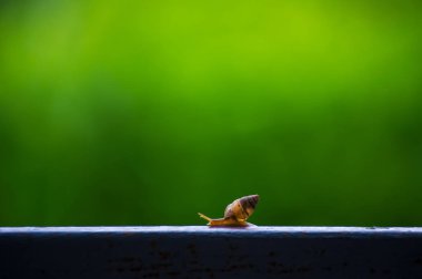 Salyangoz görünümü doğal yeşil kadar yakın arka plan bulanıklık.