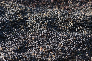 Elden çıkarma için seçtim kahve çekirdekleri kabukları.