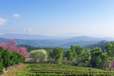 Khun Wang Chiang Mai, Tayland yolu, tam bloom kiraz çiçekleri güzel.