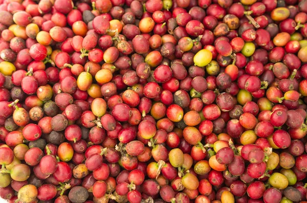 熟した赤いコーヒー豆コーヒー バック グラウンドの — ストック写真