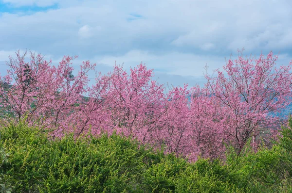 Красивые Цветы Сакуры Полном Расцвете Пути Кхун Ван Чиангмай Таиланд — стоковое фото