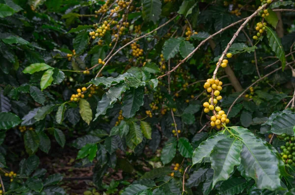 Les Grains Café Mûrs Jaunes Sur Arbre Dans Champ Pour — Photo