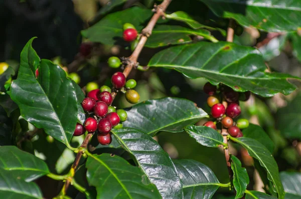 The red ripe coffee beans on tree in field for coffee background.