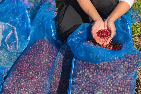 Manos Sosteniendo Granos Café Rojos Maduros Para Fondo Del Café — Foto de Stock