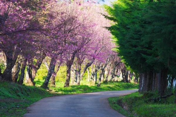 Khun Wang Chiang Mai, Tayland yolu, tam bloom kiraz çiçekleri güzel.