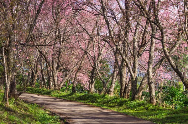 Beautiful Cherry Blossoms Full Bloom Pathway Khun Wang Chiang Mai — Stock Photo, Image