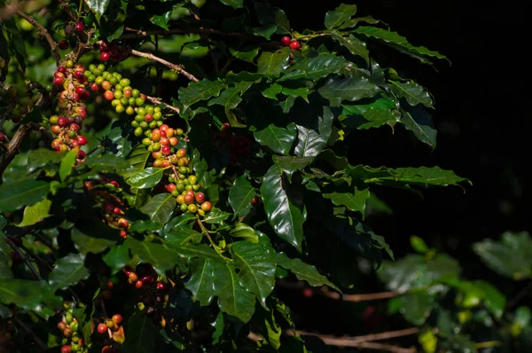 红色成熟的咖啡豆在树在领域为咖啡背景 — 图库照片