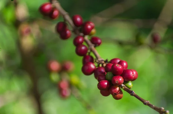 The red ripe coffee beans on tree in field for coffee background.