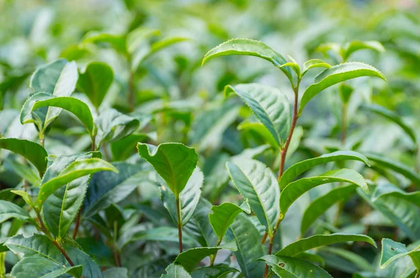 Yumuşak Çay Plantasyon Içinde Sabah Meşrubat Çay Yapmak Için Mükemmel — Stok fotoğraf