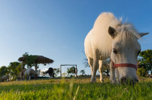 Encantador Cavalo Anão Pasto Verde Fazenda Chaing Mai Tailândia — Fotografia de Stock