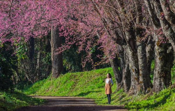 Kvinnlig Turist Titta Vackra Vita Körsbärsblommor Väg Khun Wang Chiang — Stockfoto