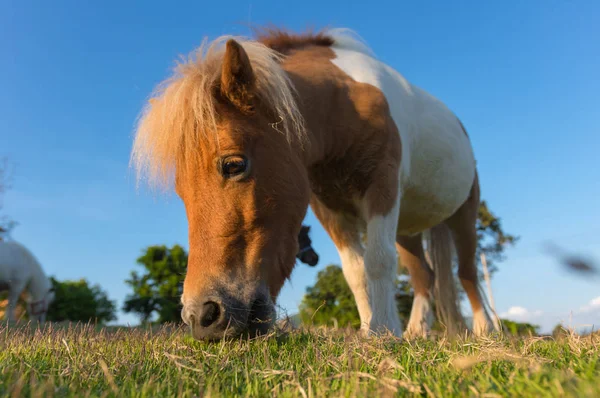 Lovely Dwarf Horse Green Pasture Farm Chaing Mai Thailand — Stock Photo, Image
