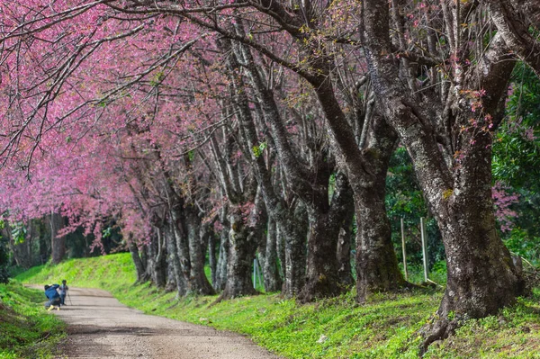 Vackra Blommande Körsbärsträd Full Blom Väg Khun Wang Chiang Mai — Stockfoto