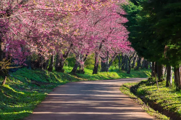 Bellissimi Fiori Ciliegio Piena Fioritura Sul Sentiero Khun Wang Chiang — Foto Stock