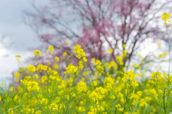 Beautiful Yellow Oilseed Rape Blossoms Khun Wang Chiang Mai Thailand — Stock Photo, Image