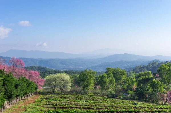 Khun Wang Chiang Mai, Tayland yolu, tam bloom kiraz çiçekleri güzel.