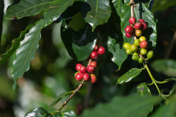 Červené Zralá Kávová Zrna Strom Poli Pro Kávu Pozadí — Stock fotografie